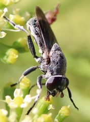 Myolepta aurinota