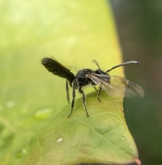 Panurginus