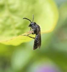 Panurginus