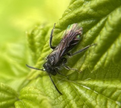 Panurginus