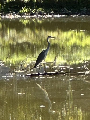 Grey Heron