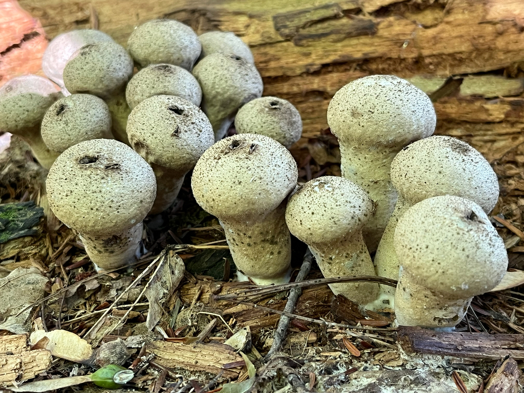 Pear-shaped Puffball · September 2026 · photo: Photo: (c) Andrew Sebastian, some rights reserved (CC BY) · iNaturalist