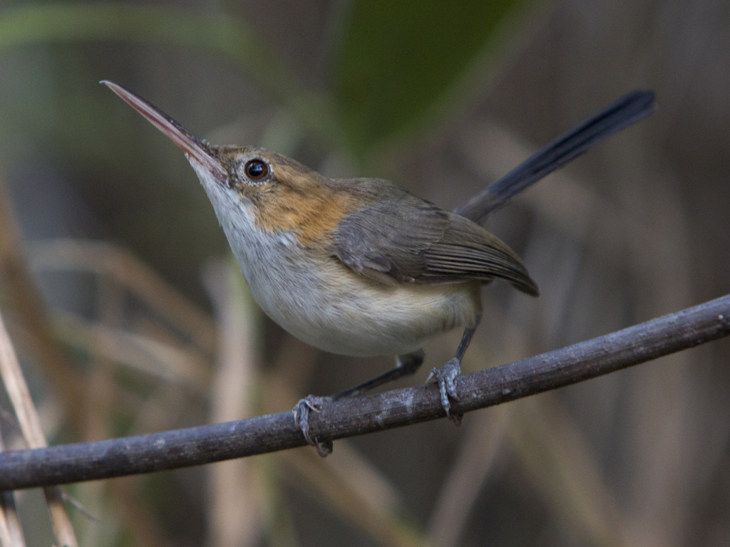 Long-Billed Gnatwren