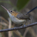Long-billed Gnatwren - Photo (c) Oswaldo Hernández, some rights reserved (CC BY-NC), uploaded by Oswaldo Hernández