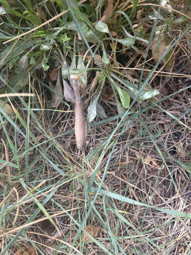 European Mantis