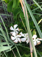 Echites umbellatus, photograph Luis Ángel Niño Barreat, CC BY, iNaturalist via GBIF