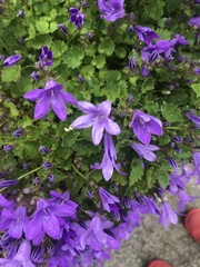 Campanula poscharskyana