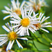 Panicled Aster - Photo (c) Tony Frates, some rights reserved (CC BY-NC-SA)