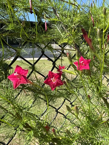 Cypress Vine