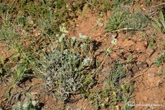 Teucrium polium expansum