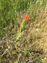 Castilleja minor stenantha