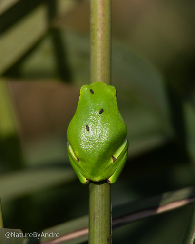 European Tree Frog