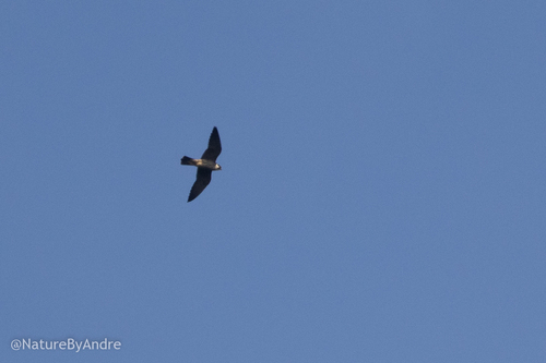 Eurasian Hobby