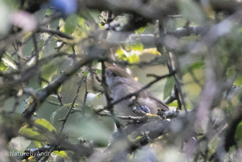 Eurasian Blackcap