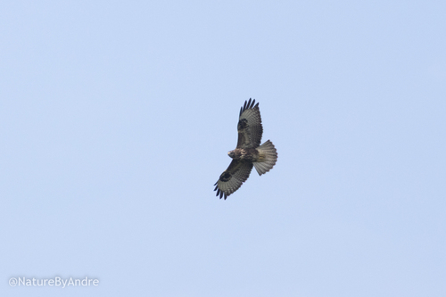 Western Common Buzzard