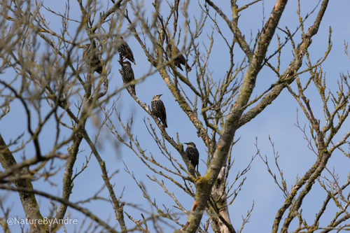 European Starling