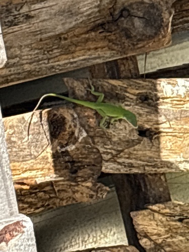 Green Anole
