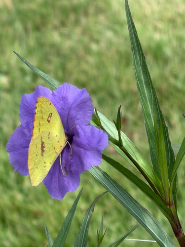 Cloudless Sulphur