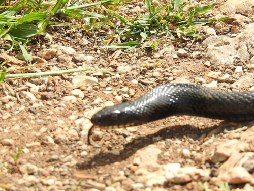 Photo of a Large Whip Snake (jugularis) (Dolichophis jugularis)