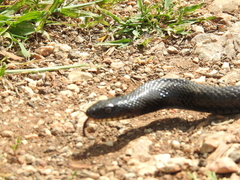 Dolichophis jugularis