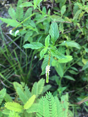 Scorpion's-tail, photographed near here