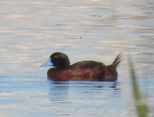 iNaturalist image