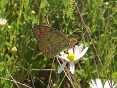 Argynnis niobe