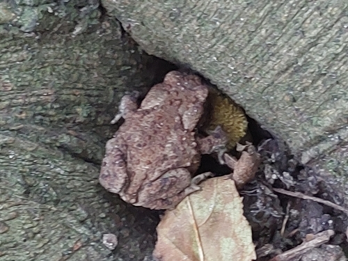 European Toad