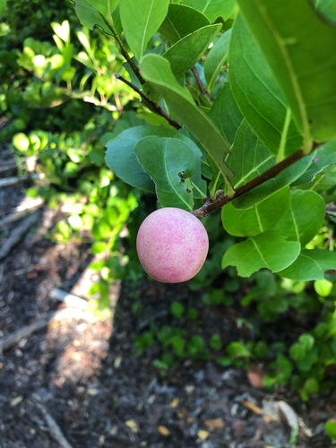 Cocoplum, photographed near here