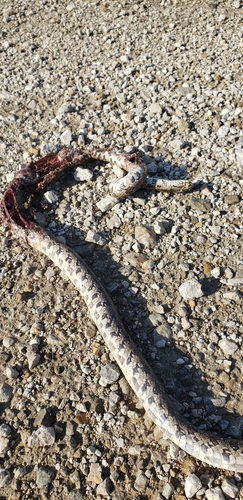 Prairie Kingsnake