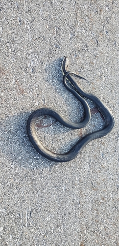 Western Ratsnake