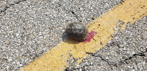 Ornate Box Turtle