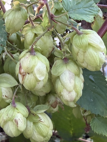 common hops