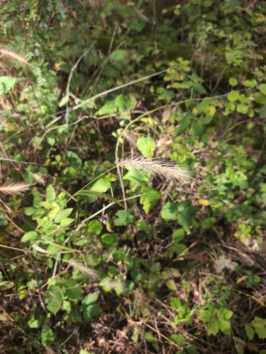 Elymus villosus, 2026-09-27