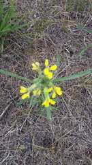 Erysimum canescens