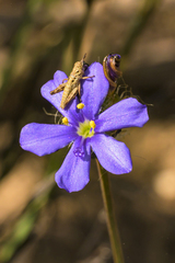 Aristea africana