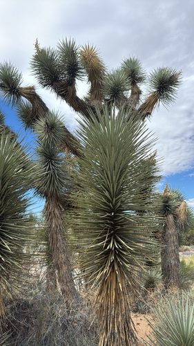 Western Joshua Tree