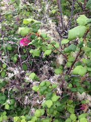 Ribes sanguineum glutinosum
