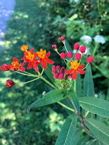 Tropical milkweed, photographed near here