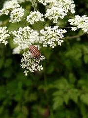 Graphosoma