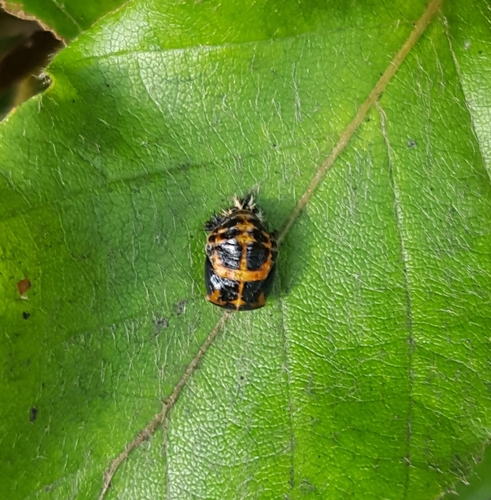 Asian Lady Beetle