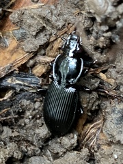 Pterostichus stygicus