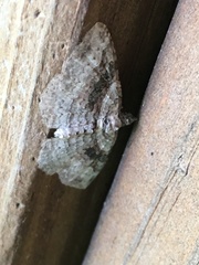 Costaconvexa