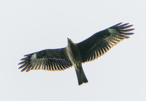 iNaturalist image