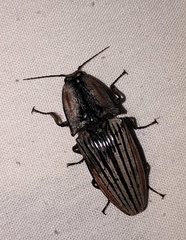 Chalcolepidius erythroloma