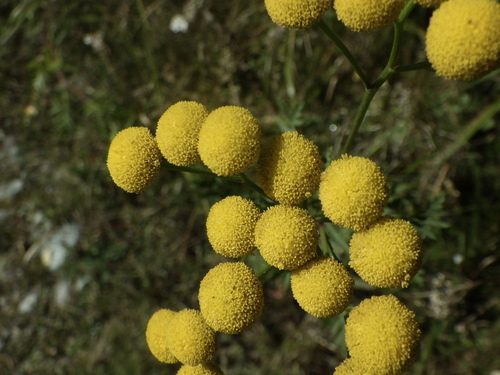Common Tansy