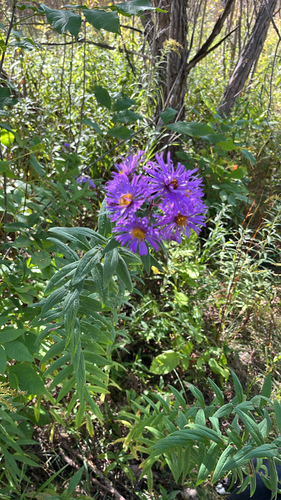New England aster