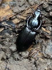 Pterostichus stygicus