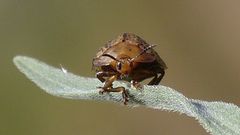 Chelymorpha indigesta