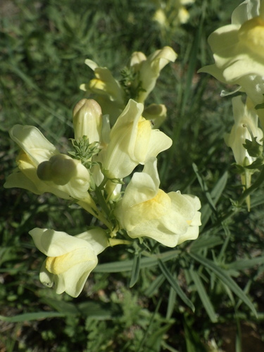 common toadflax